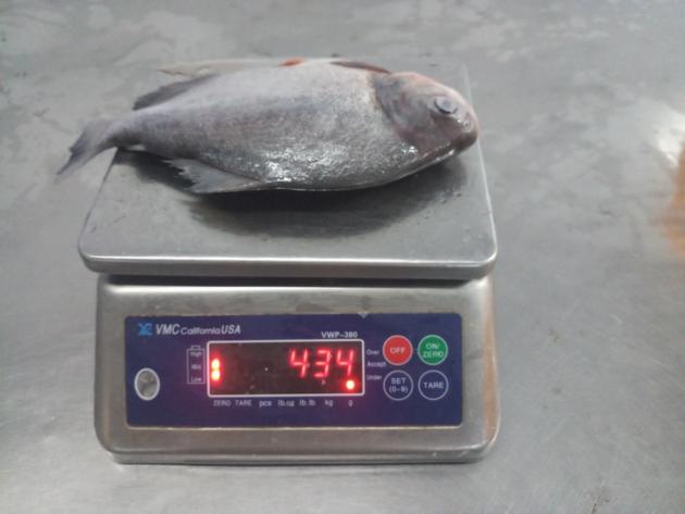 Frozen Red Pomfret Pacu Gutted And