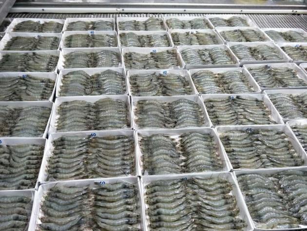 Frozen Raw Vannamnei HOSO Good Quality