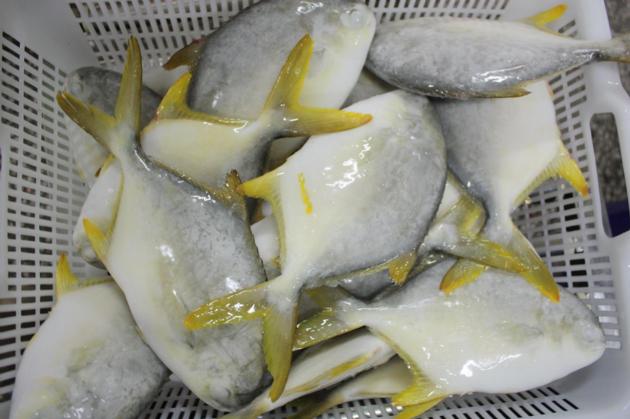 Frozen golden pompano good quality good price