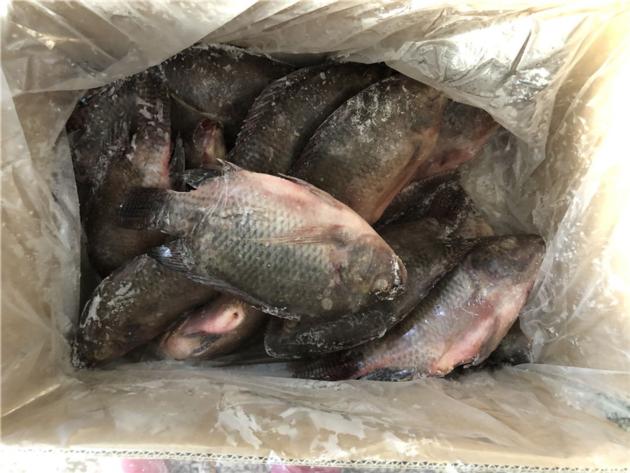 Frozen Tilapia WR High Quality Low