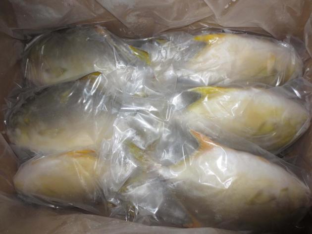 Frozen Golden Pompano Good Quality Good