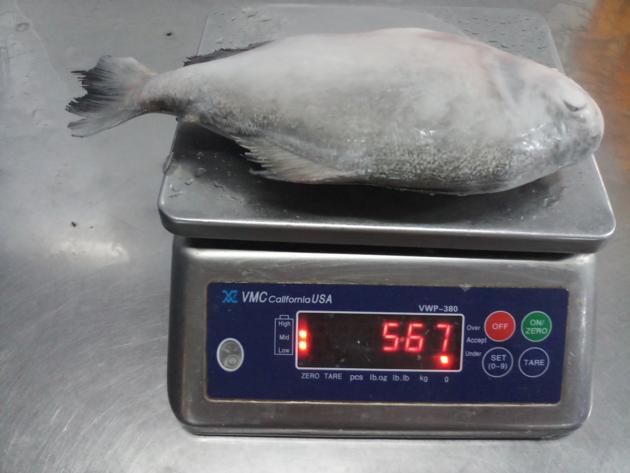 Frozen Red Pomfret Pacu GS