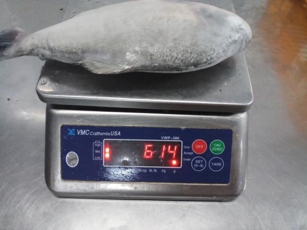 Frozen Red Pomfret Pacu Gutted And