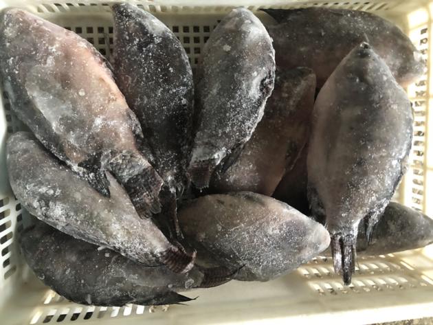 Frozen Tilapia WR High Quality Low