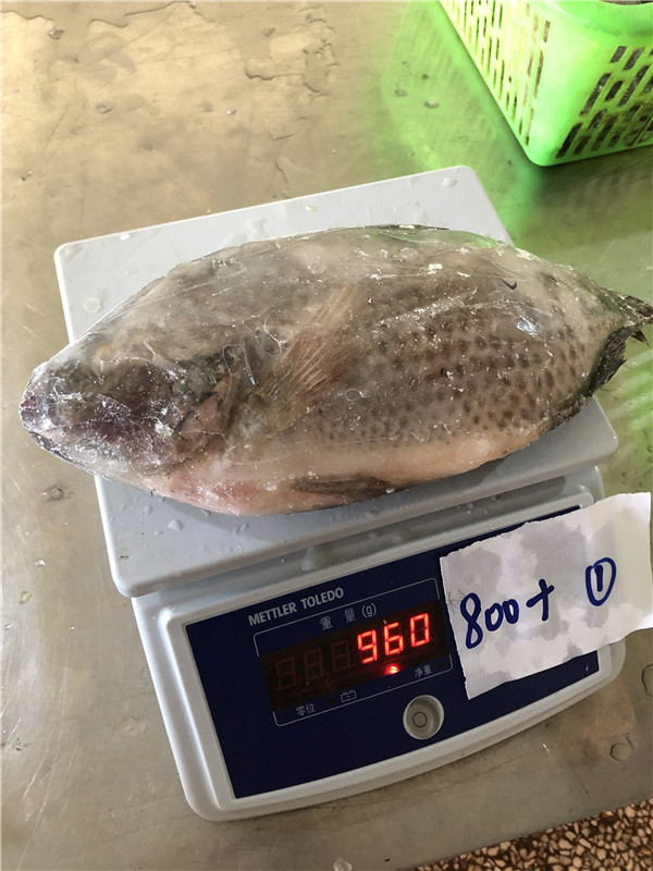 Frozen Tilapia WR High Quality Low