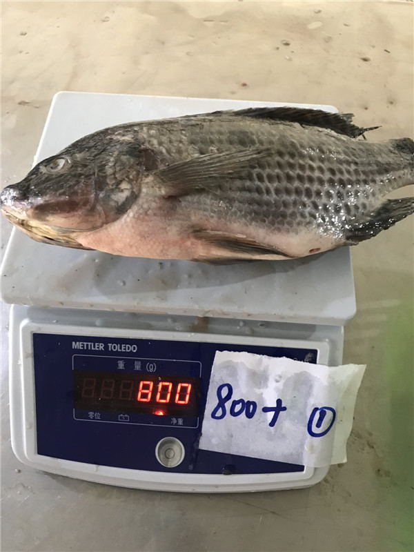 Frozen Tilapia WR High Quality Low