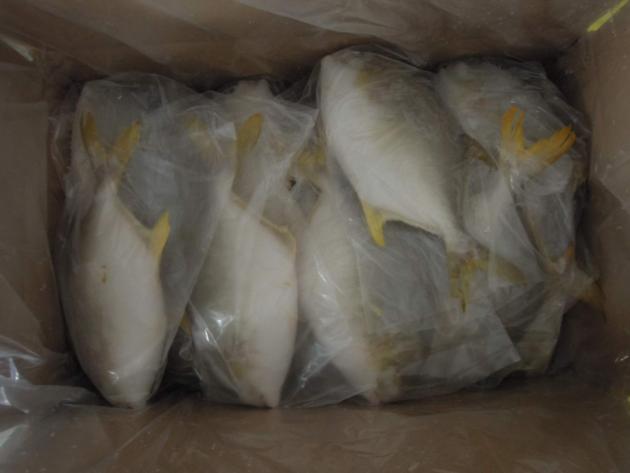 China Origin Frozen Golden Pompano Pomfret