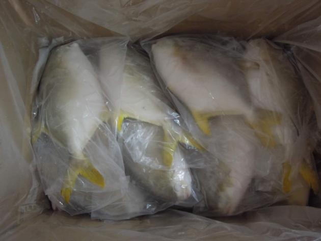 IQF Golden Pompano Good Quality Good