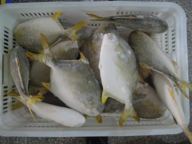 IQF Golden Pompano Good Quality Good