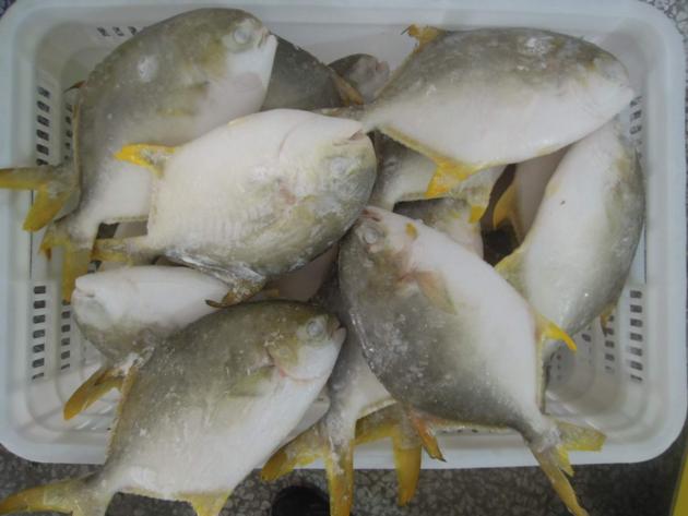 Frozen Golden Pompano Pomfret Whole Round