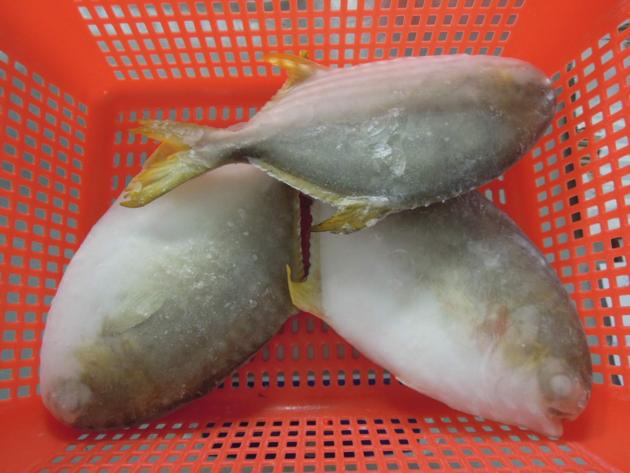 IQF Golden Pompano Good Quality Good