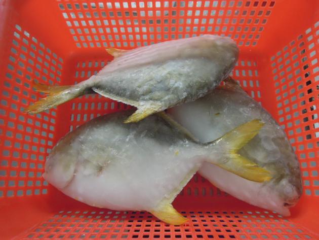 China Origin Frozen Golden Pompano Pomfret