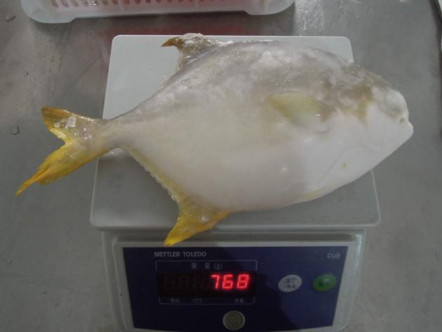 China Origin Frozen Golden Pompano Pomfret