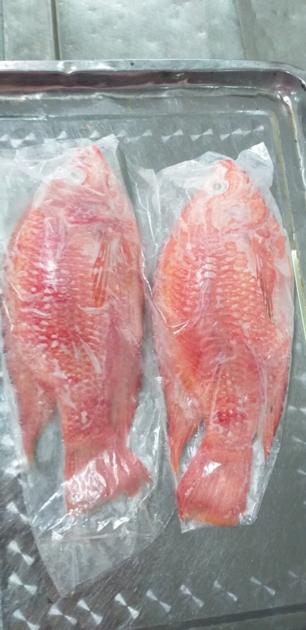 Frozen Red Tilapia WR GS CO