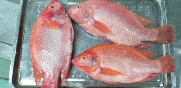 Frozen red tilapia WR/GS CO treated