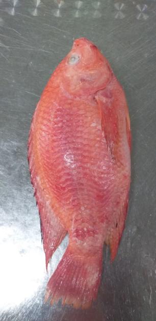 Frozen Red Tilapia WR GS CO