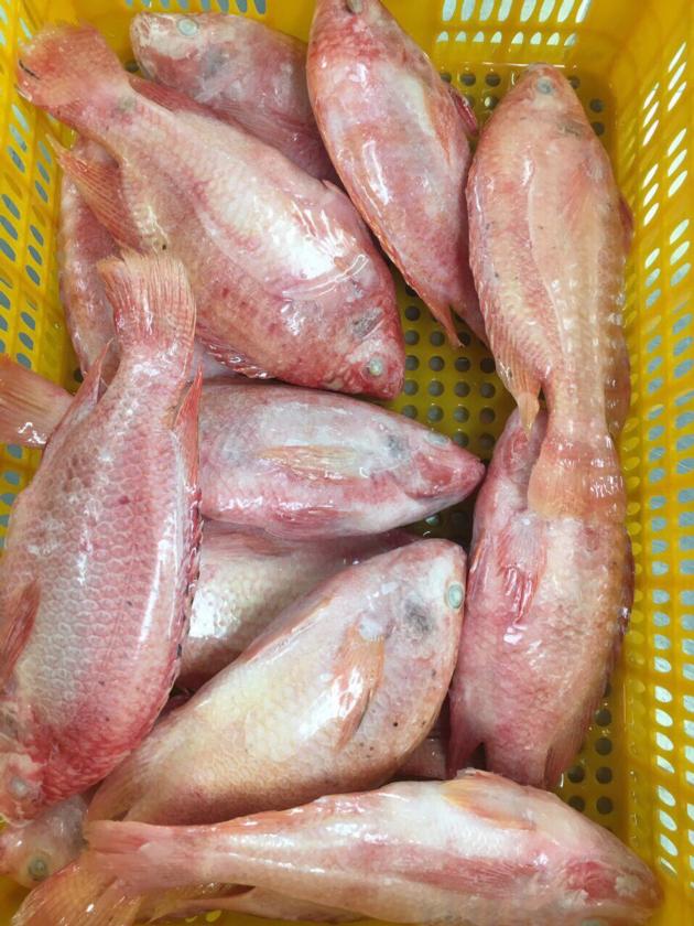 Frozen Red Tilapia WR GS CO