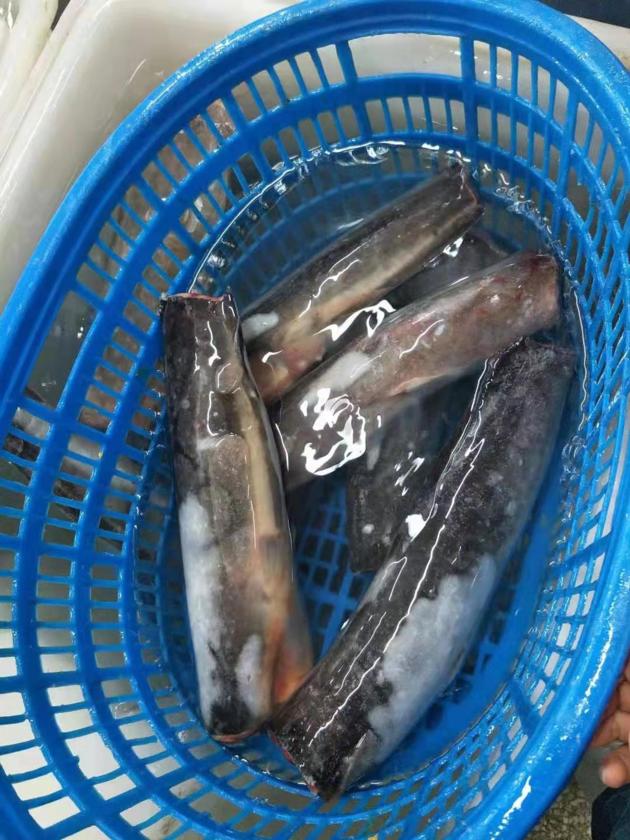 Frozen catfish HGT from China