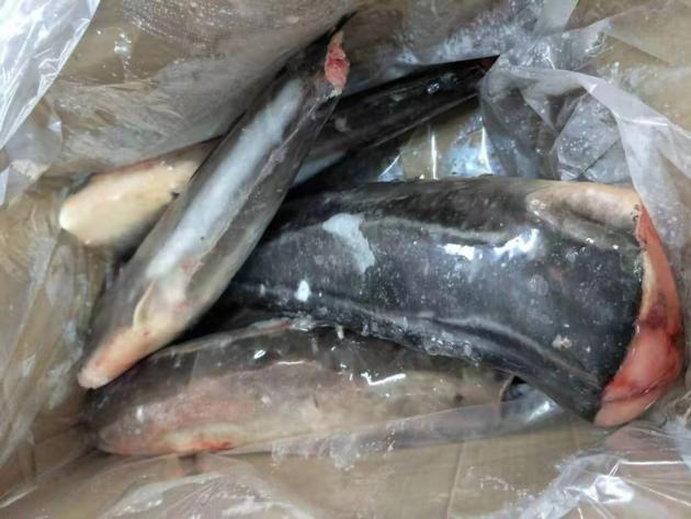 Frozen Catfish HGT From China