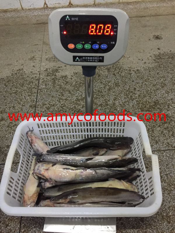 Frozen catfish WR origin China