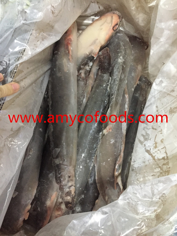 Frozen Catfish WR Origin China