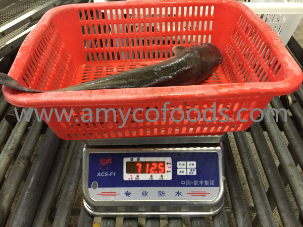 Frozen Catfish WR Origin China