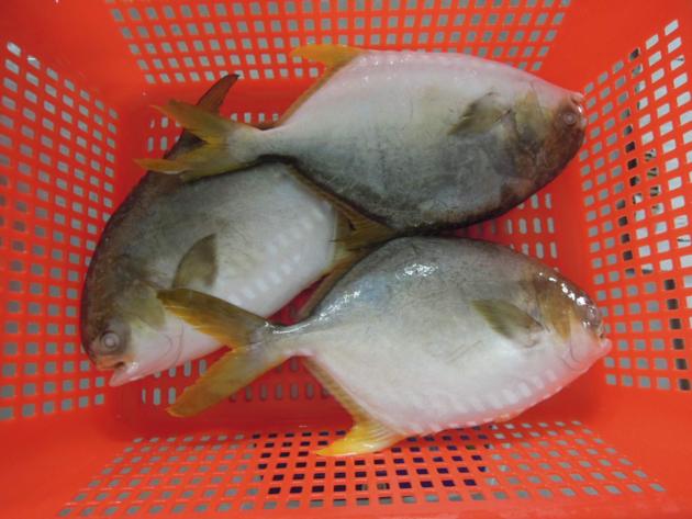 Frozen Golden Pompano Pomfret Whole Round