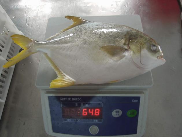 China Origin Frozen Golden Pompano Pomfret