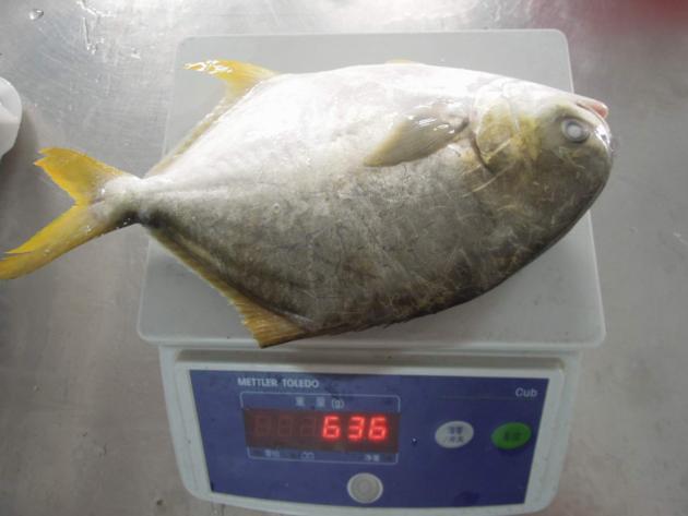 Frozen Golden Pomfret Whole Round