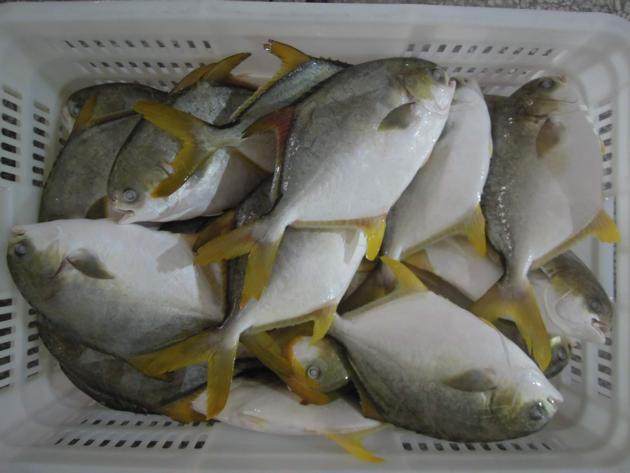 China origin frozen golden pompano/pomfret