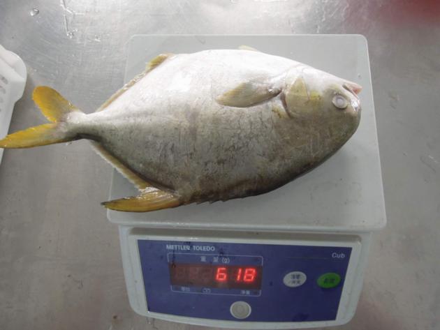 Frozen Golden Pompano Pomfret Whole Round