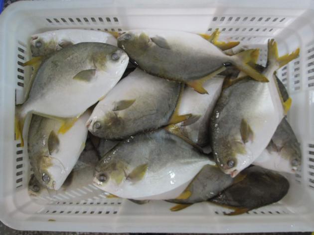 IQF Golden Pompano Good Quality Good