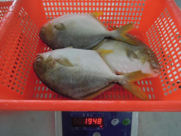 IQF Golden Pompano Good Quality Good