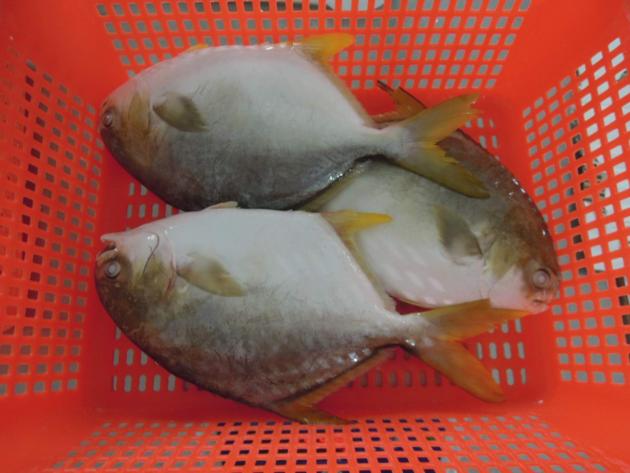 China Origin Frozen Golden Pompano Pomfret