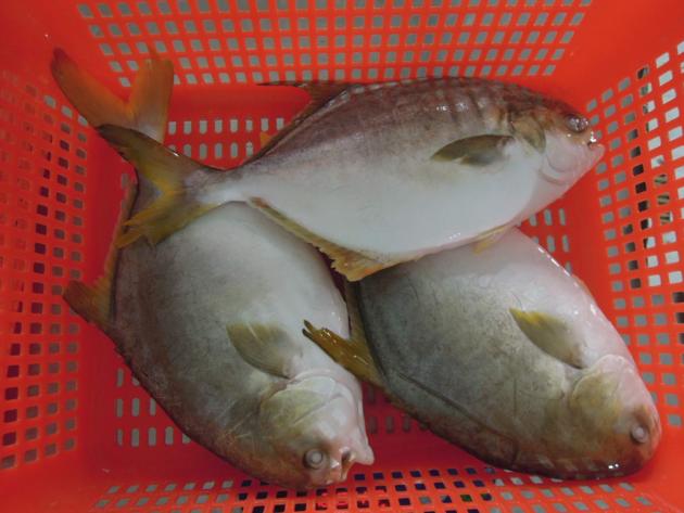 Frozen golden pompano WR origin China