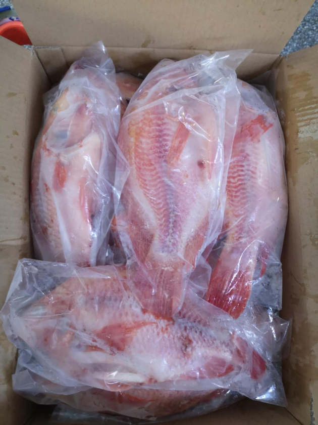 Frozen Red Tilapia WR GS CO