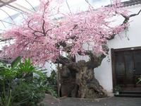 Garden Landscaping
