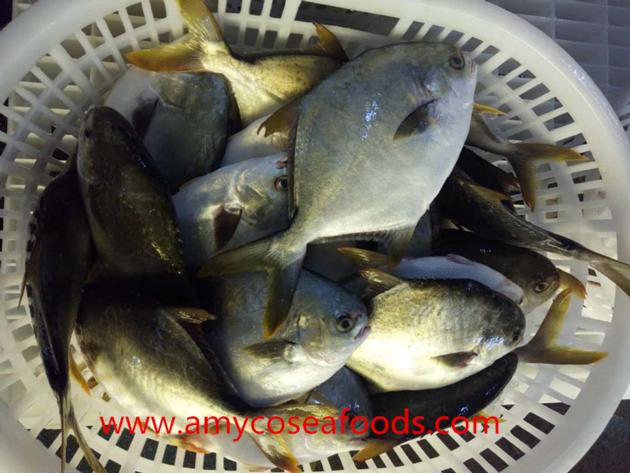 Good quality golden pompano good price