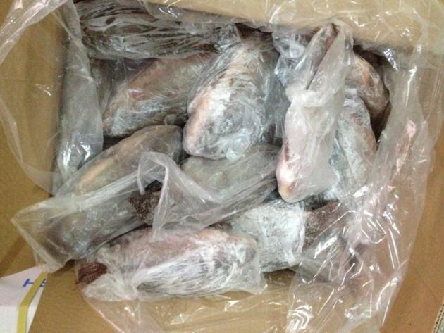 Frozen tilapia WGS origin China