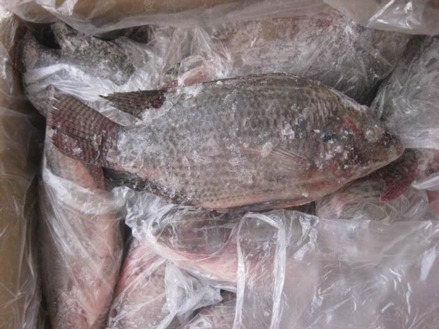 Frozen Tilapia WGS Origin China