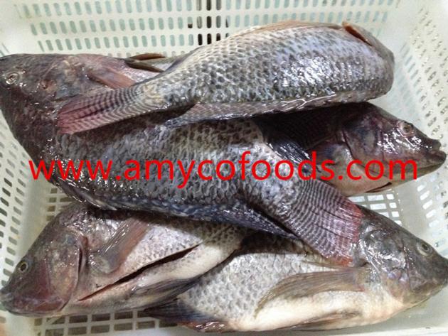 Frozen Tilapia WGS Origin China