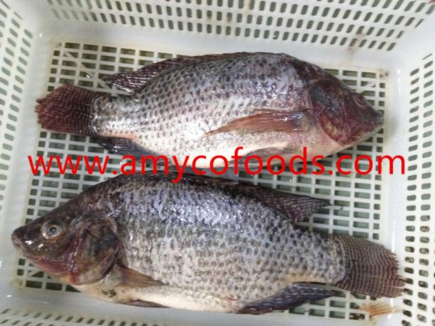 Frozen Tilapia WGS Origin China