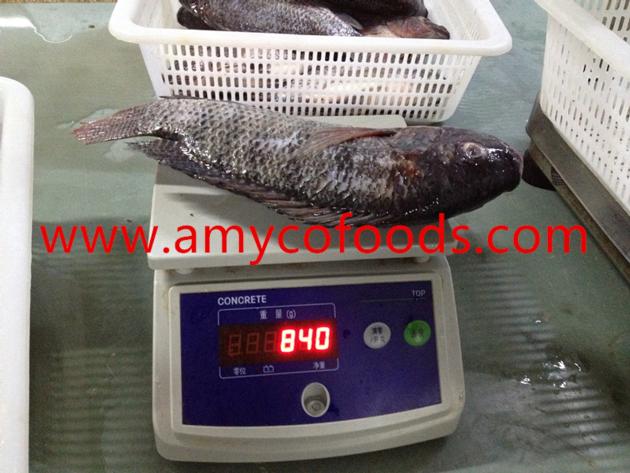 Frozen Tilapia WGS Origin China