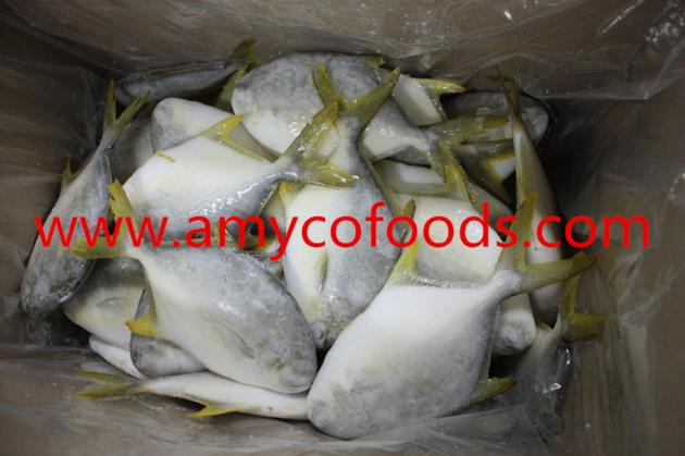 Frozen Golden Pompano Good Quality Good