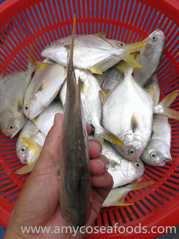 IQF Golden Pompano Origin China