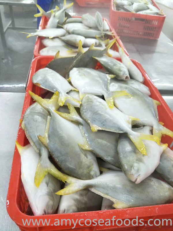 Good Quality Golden Pompano Good Price