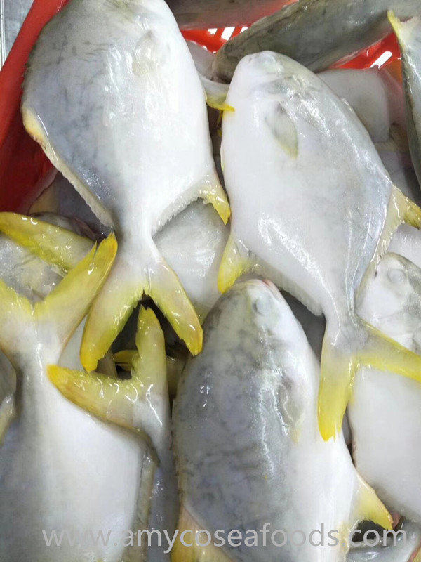 Good Quality Golden Pompano Good Price