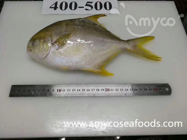 Frozen Golden Pompano Good Quality Good