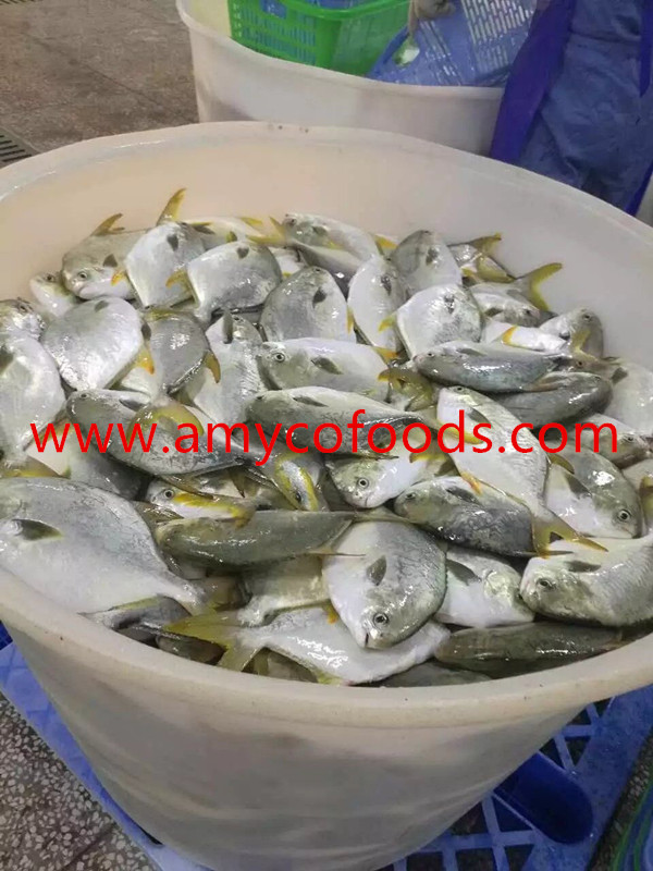 Frozen Golden Pompano Good Quality Good