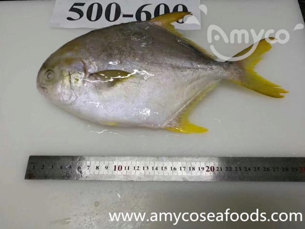 Frozen Golden Pompano Good Quality Good